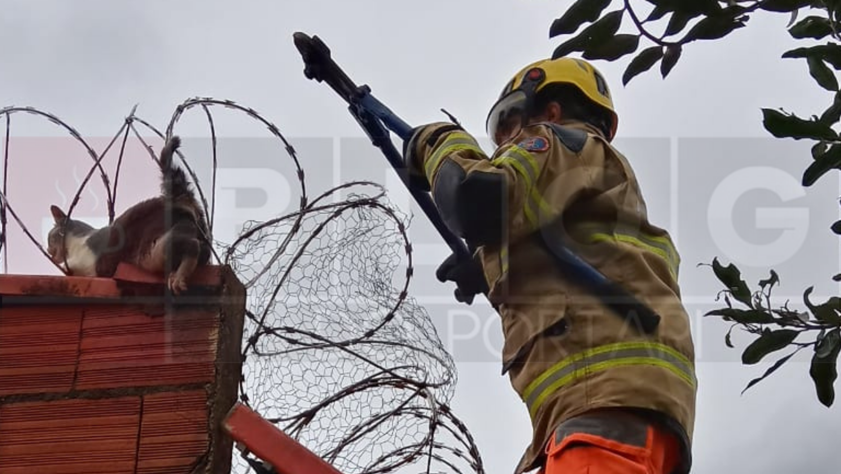 Região: Bombeiros Resgatam Gato Preso Em Cerca Concertina