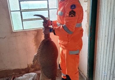 Tatu-canastra é resgatado em residência de Patos de Minas