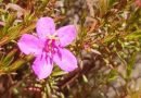 Nova espécie da flora brasileira é encontrada no Parque Estadual da Serra do Rola-Moça